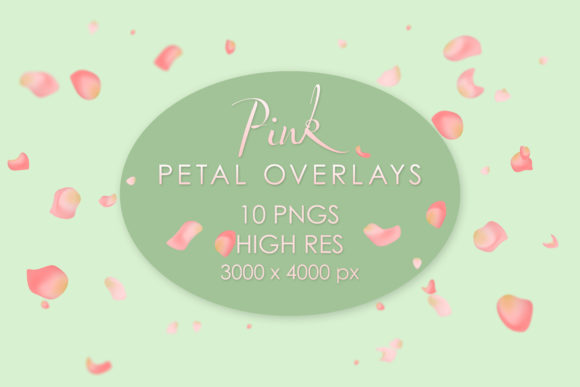 Falling Pink Petals: A Guide to Using These Overlays